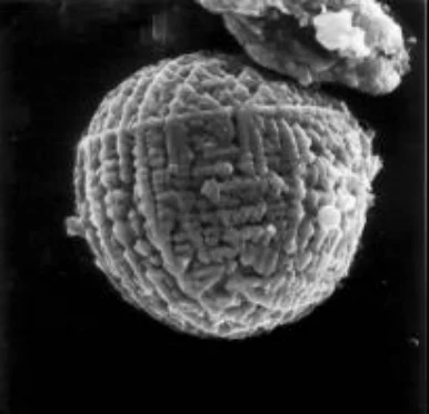 Author-confirmed figure from the publication