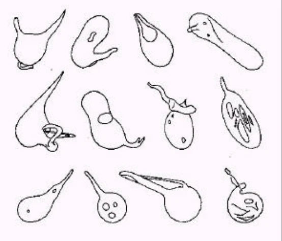 Author-confirmed figure from the publication