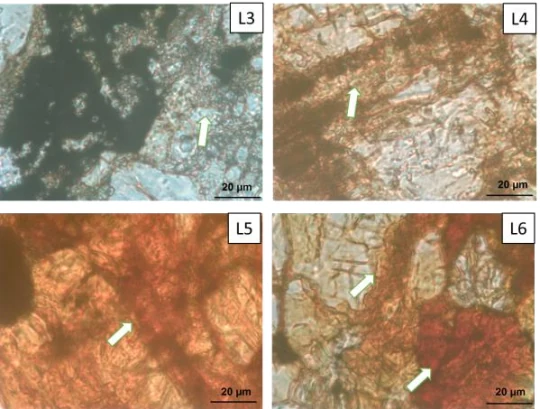 Author-confirmed figure from the publication