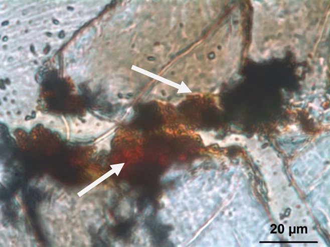 Observed filamentous microtextures in ALH-77005
