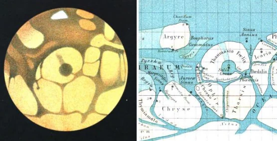 Author-confirmed figure from the publication